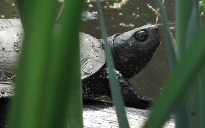 Sommerliche Meldung zu Sumpfschildkröten in SH