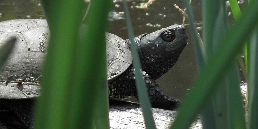 Sommerliche Meldung zu Sumpfschildkröten in SH