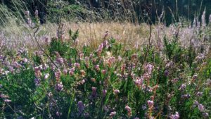 blühende Heide im Schnakenmoor - Marion Thishen-Hendess