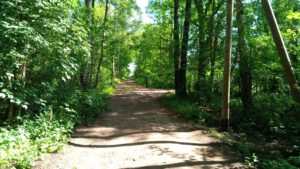 Essbarer Wald - Wildkräuterführung mit Marion Thishen-Hendess